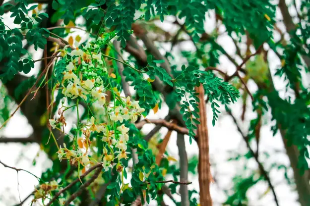 moringa tree