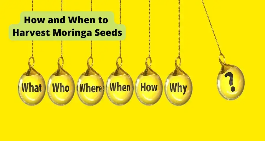 How And When To Harvest Moringa Seeds: A Guide