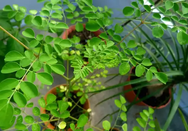 moringa tree